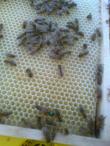 Včelí oddělky v nových úlech a kočovný vůz