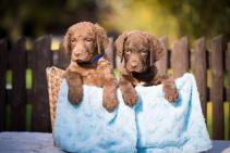 Chesapeake bay retriver s PP (jako hnědý labrador)