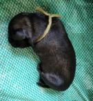 Šarplaninský pastevecký pes, štěně s PP, prodej