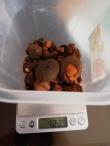 Buy Cow /Ox Gallstone Available On Stock Now @ (Wh